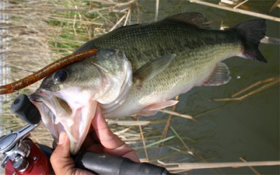 プロショップオオツカ バスフィッシング用品ネット通信販売 ブログ写真 2010/05/12