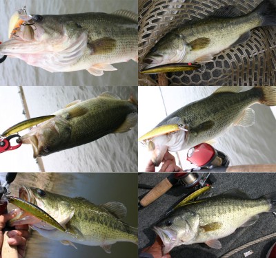 プロショップオオツカ バスフィッシング用品ネット通信販売 ブログ写真 2010/05/12