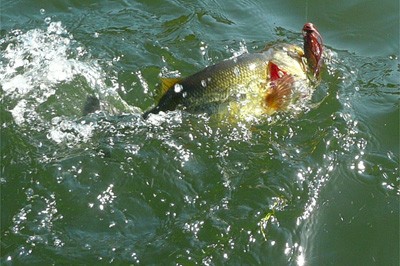 プロショップオオツカ バスフィッシング用品ネット通信販売 ブログ写真 2010/05/21