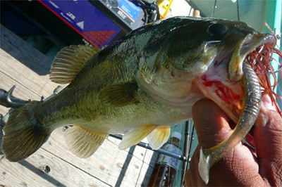 プロショップオオツカ バスフィッシング用品ネット通信販売 ブログ写真 2010/05/21