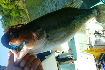 プロショップオオツカ バスフィッシング用品ネット通信販売 ブログ写真 2010/05/21