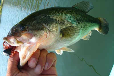 プロショップオオツカ バスフィッシング用品ネット通信販売 ブログ写真 2010/05/21