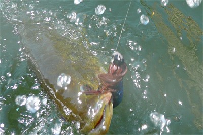 プロショップオオツカ バスフィッシング用品ネット通信販売 ブログ写真 2010/05/21