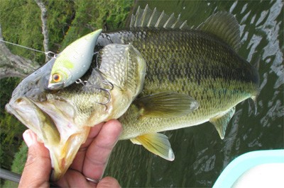 プロショップオオツカ バスフィッシング用品ネット通信販売 ブログ写真 2010/05/21