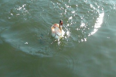 プロショップオオツカ バスフィッシング用品ネット通信販売 ブログ写真 2010/05/21