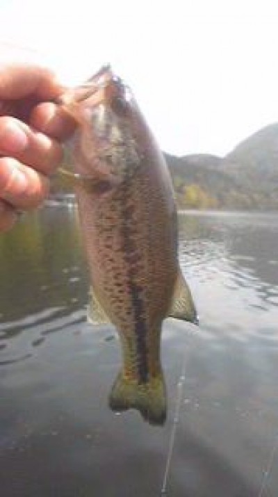 プロショップオオツカ バスフィッシング用品ネット通信販売 ブログ写真 2010/05/22