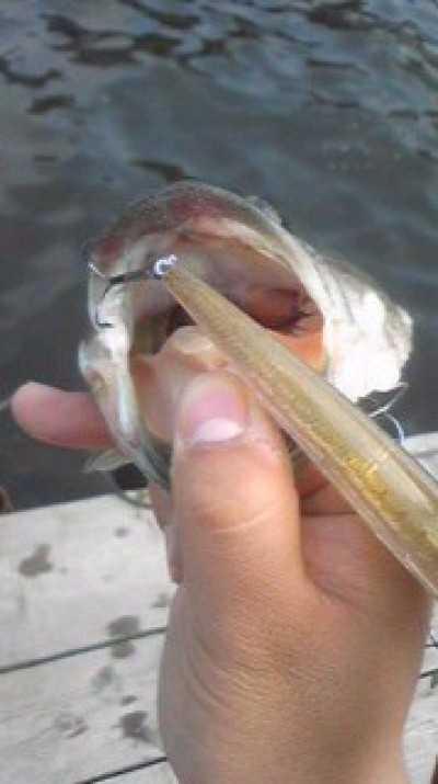 プロショップオオツカ バスフィッシング用品ネット通信販売 ブログ写真 2010/05/22