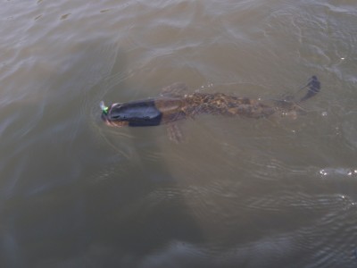 プロショップオオツカ バスフィッシング用品ネット通信販売 ブログ写真 2010/07/24