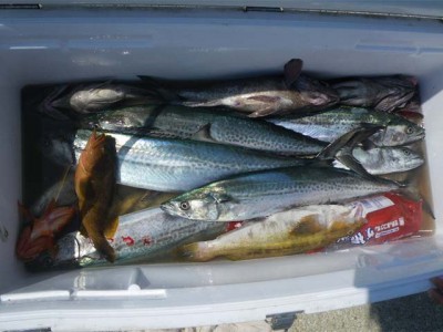 プロショップオオツカ バスフィッシング用品ネット通信販売 ブログ写真 2010/07/28