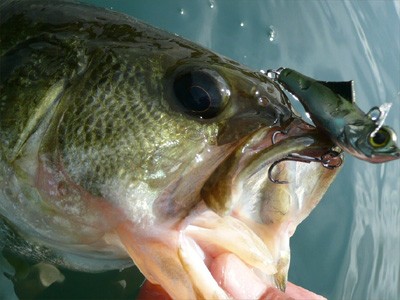 プロショップオオツカ バスフィッシング用品ネット通信販売 ブログ写真 2010/09/22