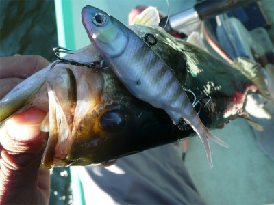 プロショップオオツカ バスフィッシング用品ネット通信販売 ブログ写真 2010/11/05