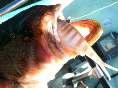 プロショップオオツカ バスフィッシング用品ネット通信販売 ブログ写真 2010/11/05