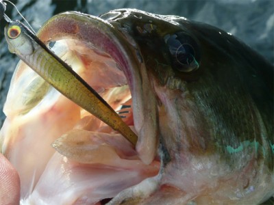 プロショップオオツカ バスフィッシング用品ネット通信販売 ブログ写真 2010/11/05