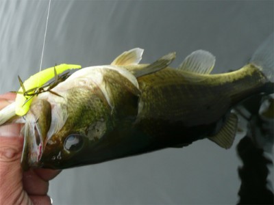 プロショップオオツカ バスフィッシング用品ネット通信販売 ブログ写真 2010/11/23