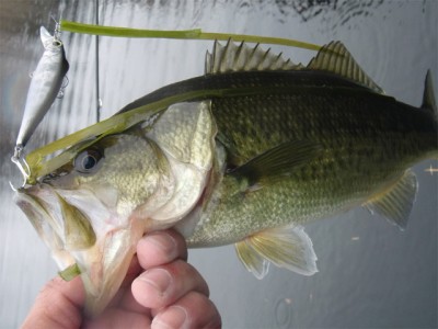 プロショップオオツカ バスフィッシング用品ネット通信販売 ブログ写真 2010/11/23