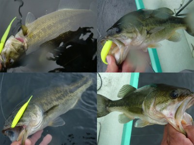 プロショップオオツカ バスフィッシング用品ネット通信販売 ブログ写真 2010/11/23