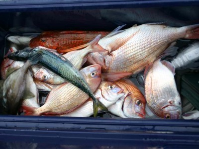 プロショップオオツカ バスフィッシング用品ネット通信販売 ブログ写真 2010/12/08