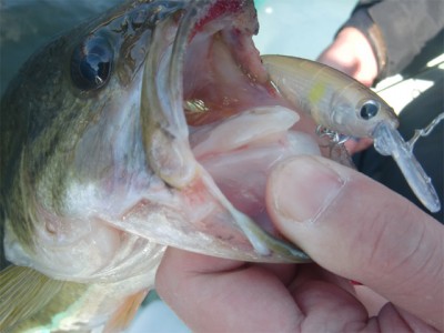 プロショップオオツカ バスフィッシング用品ネット通信販売 ブログ写真 2011/04/15