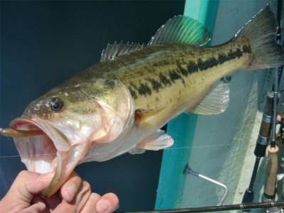 プロショップオオツカ バスフィッシング用品ネット通信販売 ブログ写真 2011/04/15