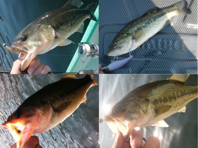 プロショップオオツカ バスフィッシング用品ネット通信販売 ブログ写真 2011/04/15