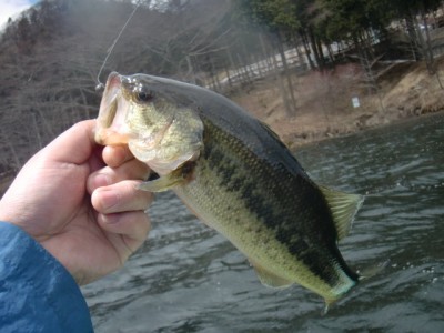 プロショップオオツカ バスフィッシング用品ネット通信販売 ブログ写真 2011/04/24