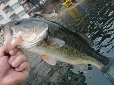 プロショップオオツカ バスフィッシング用品ネット通信販売 ブログ写真 2011/04/24