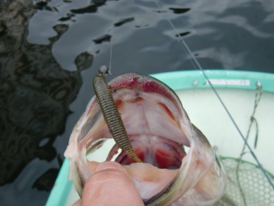 プロショップオオツカ バスフィッシング用品ネット通信販売 ブログ写真 2011/04/24