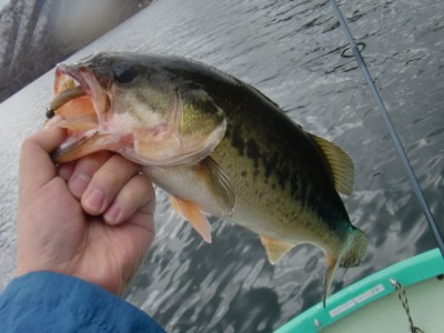 プロショップオオツカ バスフィッシング用品ネット通信販売 ブログ写真 2011/04/24