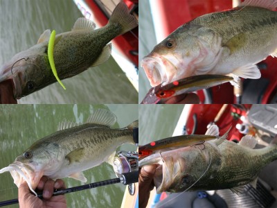 プロショップオオツカ バスフィッシング用品ネット通信販売 ブログ写真 2011/06/15