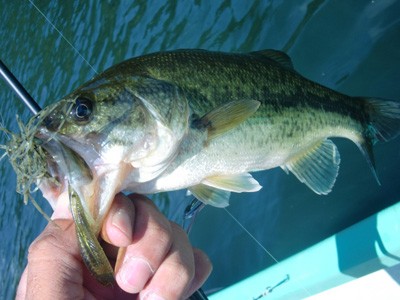 プロショップオオツカ バスフィッシング用品ネット通信販売 ブログ写真 2011/07/06