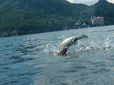 プロショップオオツカ バスフィッシング用品ネット通信販売 ブログ写真 2011/07/06