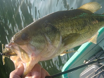 プロショップオオツカ バスフィッシング用品ネット通信販売 ブログ写真 2011/07/06