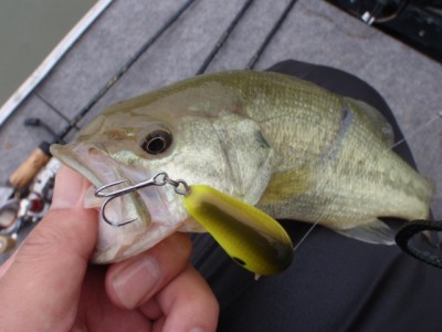 プロショップオオツカ バスフィッシング用品ネット通信販売 ブログ写真 2011/09/21