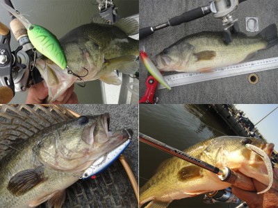 プロショップオオツカ バスフィッシング用品ネット通信販売 ブログ写真 2011/11/03