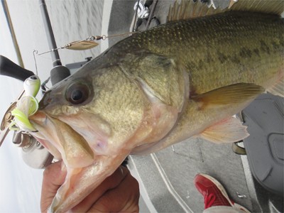 プロショップオオツカ バスフィッシング用品ネット通信販売 ブログ写真 2011/11/03