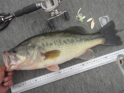 プロショップオオツカ バスフィッシング用品ネット通信販売 ブログ写真 2011/11/03