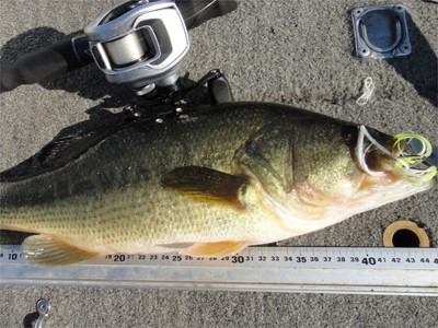 プロショップオオツカ バスフィッシング用品ネット通信販売 ブログ写真 2011/11/03