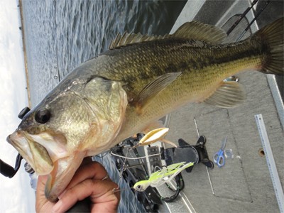 プロショップオオツカ バスフィッシング用品ネット通信販売 ブログ写真 2011/11/03