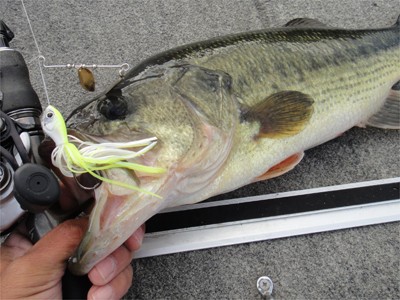 プロショップオオツカ バスフィッシング用品ネット通信販売 ブログ写真 2011/11/03