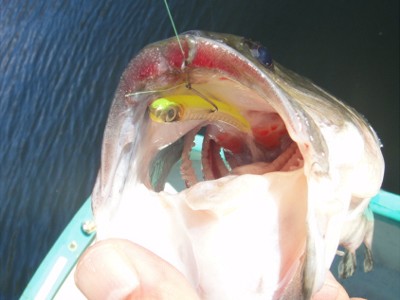 プロショップオオツカ バスフィッシング用品ネット通信販売 ブログ写真 2011/11/16