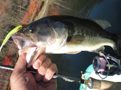 プロショップオオツカ バスフィッシング用品ネット通信販売 ブログ写真 2011/11/16