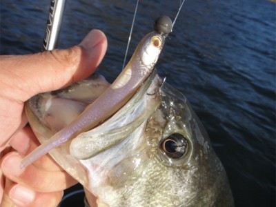 プロショップオオツカ バスフィッシング用品ネット通信販売 ブログ写真 2011/11/16