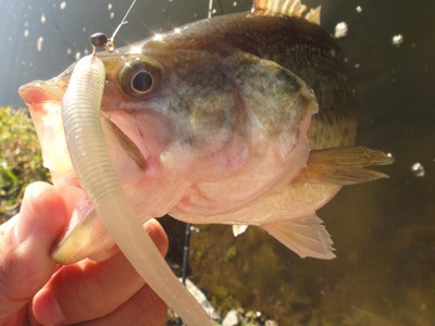 プロショップオオツカ バスフィッシング用品ネット通信販売 ブログ写真 2011/12/23