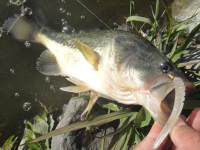 プロショップオオツカ バスフィッシング用品ネット通信販売 ブログ写真 2011/12/23