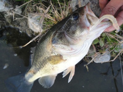 プロショップオオツカ バスフィッシング用品ネット通信販売 ブログ写真 2011/12/23