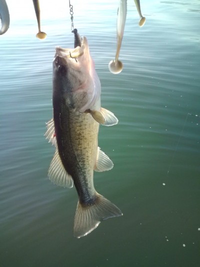 プロショップオオツカ バスフィッシング用品ネット通信販売 ブログ写真 2012/01/04