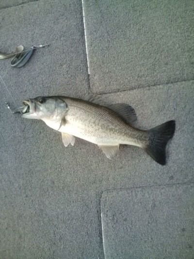 プロショップオオツカ バスフィッシング用品ネット通信販売 ブログ写真 2012/01/04