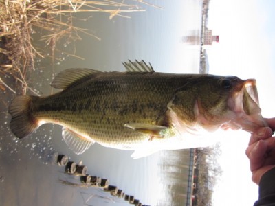 プロショップオオツカ バスフィッシング用品ネット通信販売 ブログ写真 2012/03/01