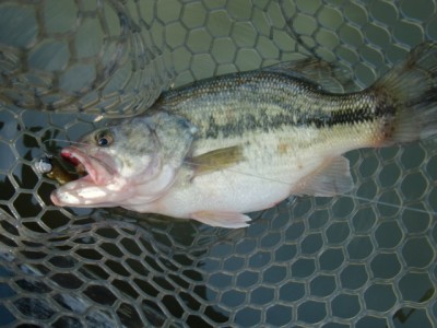 プロショップオオツカ バスフィッシング用品ネット通信販売 ブログ写真 2012/03/08