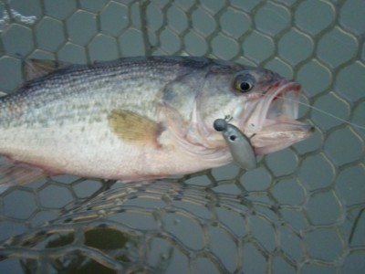 プロショップオオツカ バスフィッシング用品ネット通信販売 ブログ写真 2012/03/08